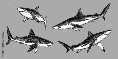 Set of white shark sketch style. Hand drawn pencil textured outline. Black vector monochrome design inspired by marine wildlife. Perfect for logo design textile tattoo drawing or engraving and more.