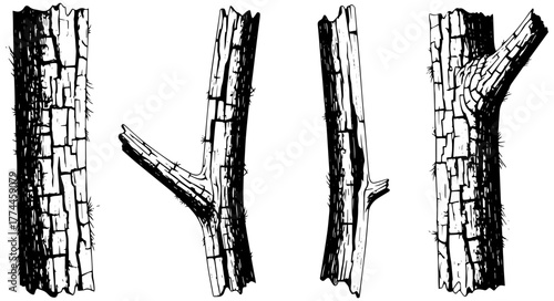Detailed tree trunk sketches for nature projects and educational materials or vintage designs