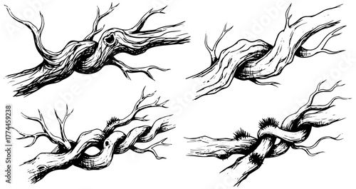 Rustic tree branch sketches for nature illustrations, woodland themes, and organic design elements