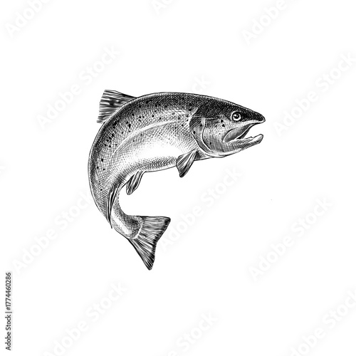 Salmon 