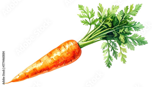 Wallpaper Mural A watercolor painting of an orange carrot with green leafy top on a black background Torontodigital.ca