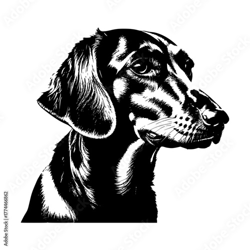 Dachshund svg cut file. Isolated vector illustration.