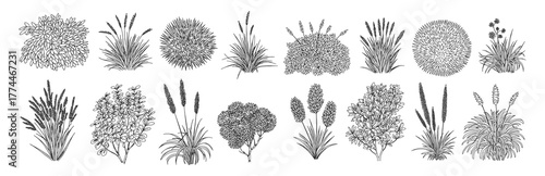 Set of shrubs line cad, minimal Ground cover. Illustration Vector 