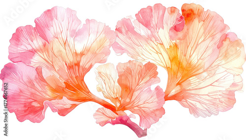 Wallpaper Mural Two stylized, watercolor-style, pink-orange floral shapes are isolated against a black background Torontodigital.ca