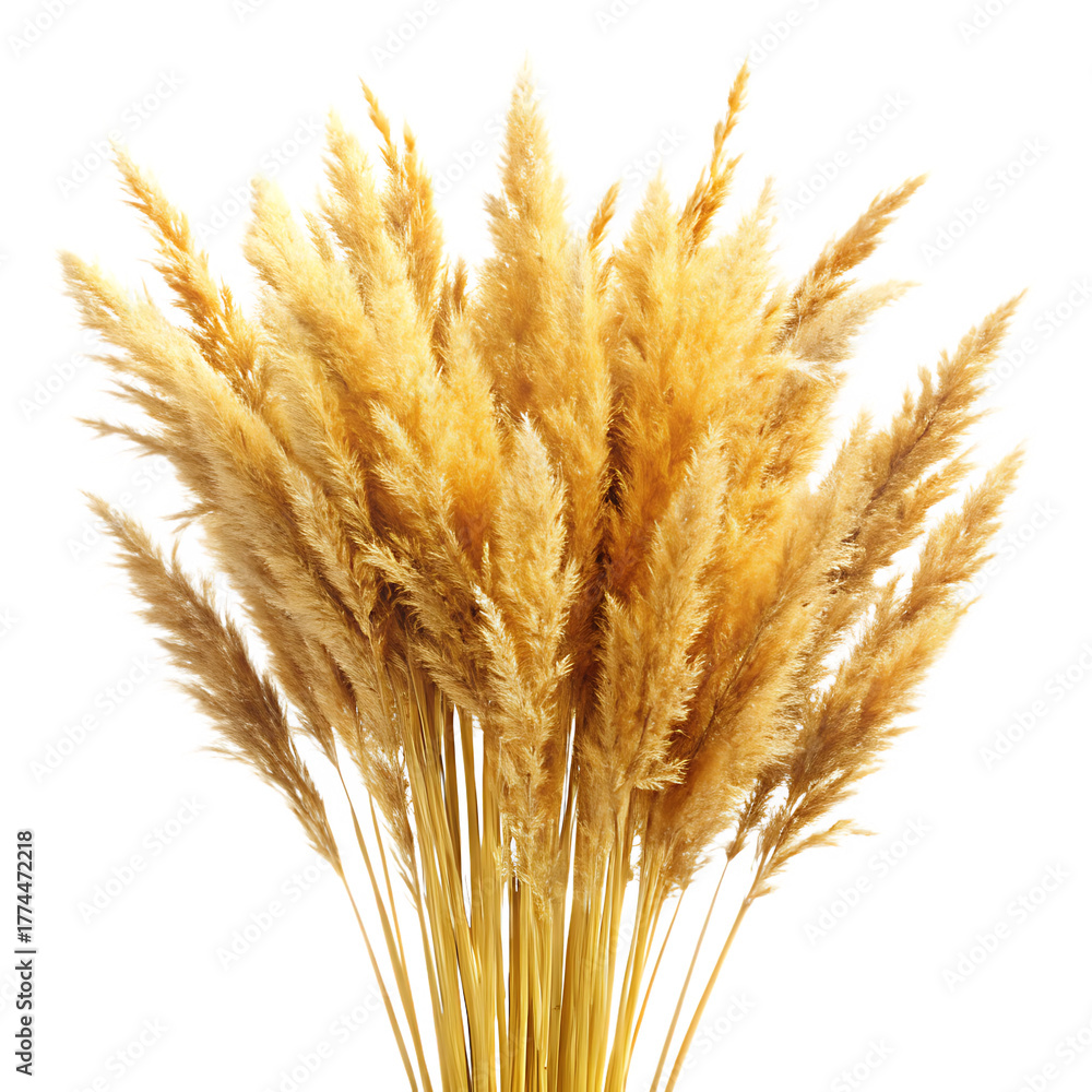 Fototapeta premium golden dry grass isolated on white background ,PNG. AI Generated.