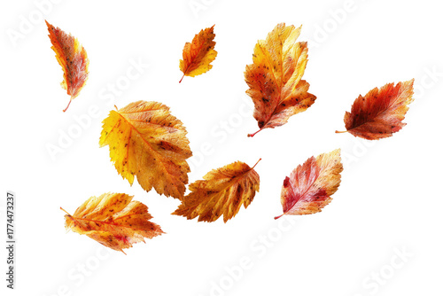 Floating, vibrant autumn leaves in various shapes and sizes against a stark black background create a dynamic composition