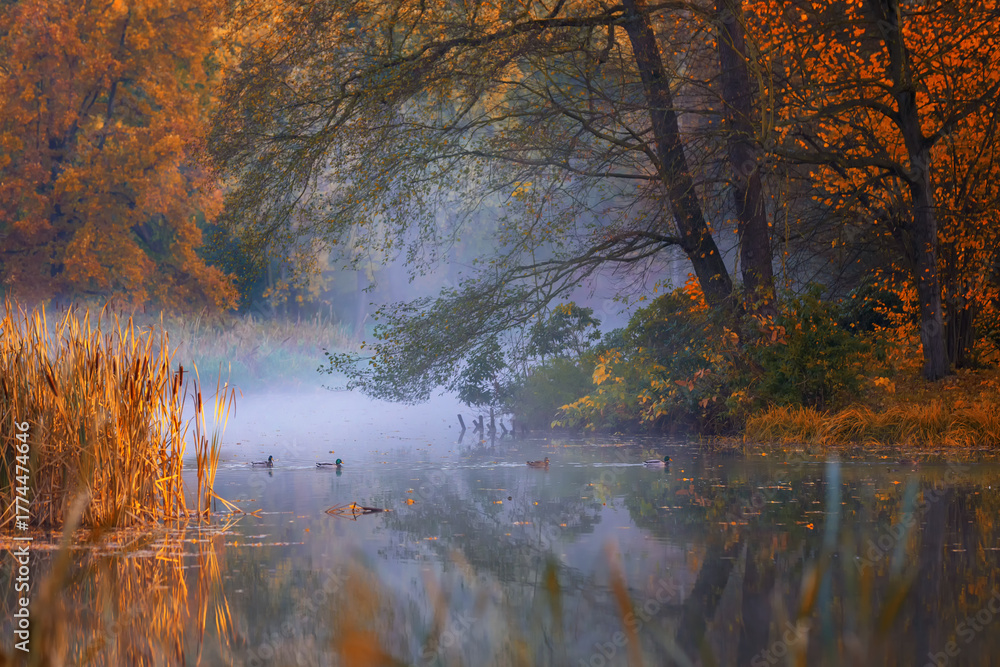 Fototapeta premium Misty Autumn Morning on a Tranquil Pond in Park, Pszczyna, Poland