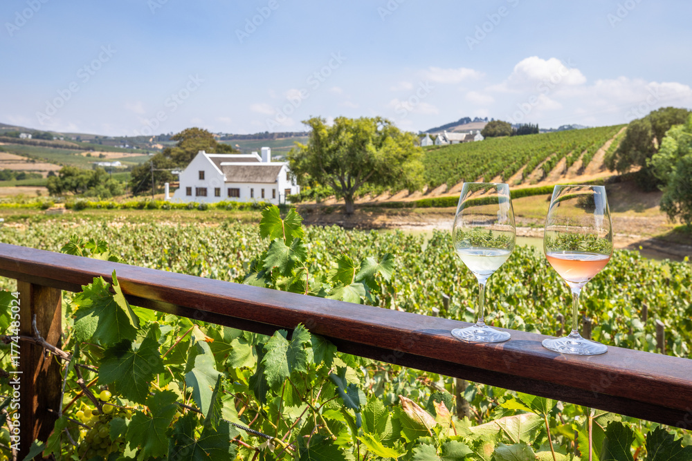 Fototapeta premium Wine tasting at Aaldering vineyards and wines, Stellenbosch, South africa.