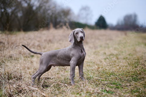 Cute little Weimaraner puppy enjoying in nature. Purebred dog. 