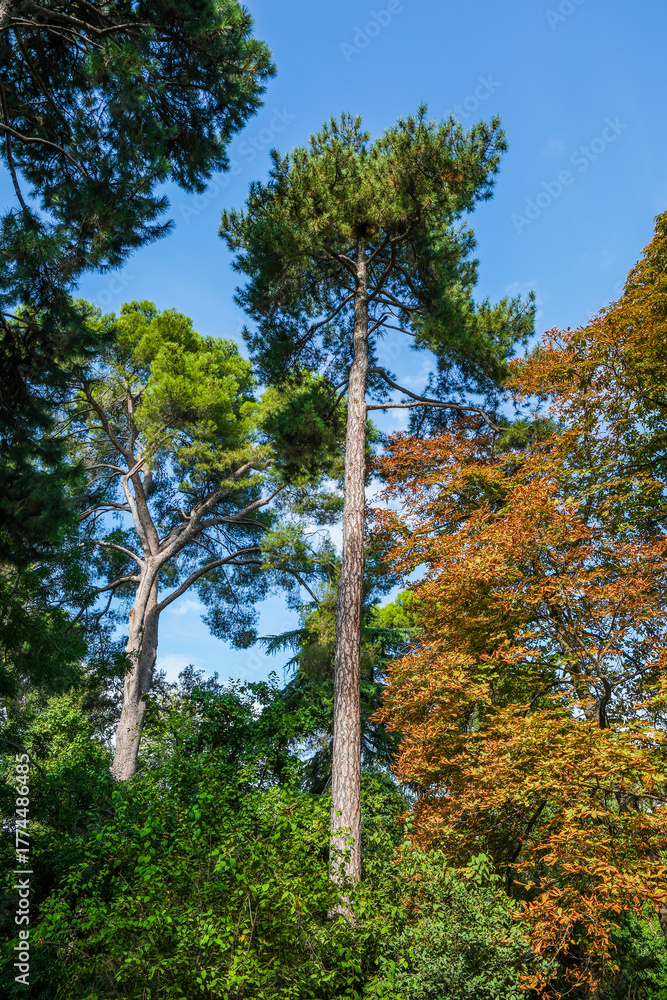 Obraz premium Autumn, forest, El Retiro Park, Madrid, Spain, Europe