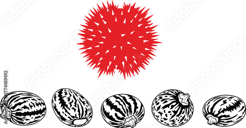 Castor bean seeds and spiky fruit illustration on white background
