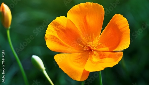 Orange Eschscholzia California Poppy Against Green Grass
