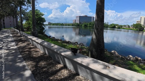 Duck walking along a river shore