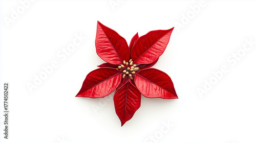 Red Branch with Five Leaves Christmas Decoration Isolated on White Background