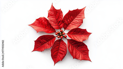 Holly Branch with Red Berries and Seven Green Leaves Isolated on White Background