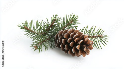 Pine Branch with Five Needles and Large Pine Cone Isolated on White Background