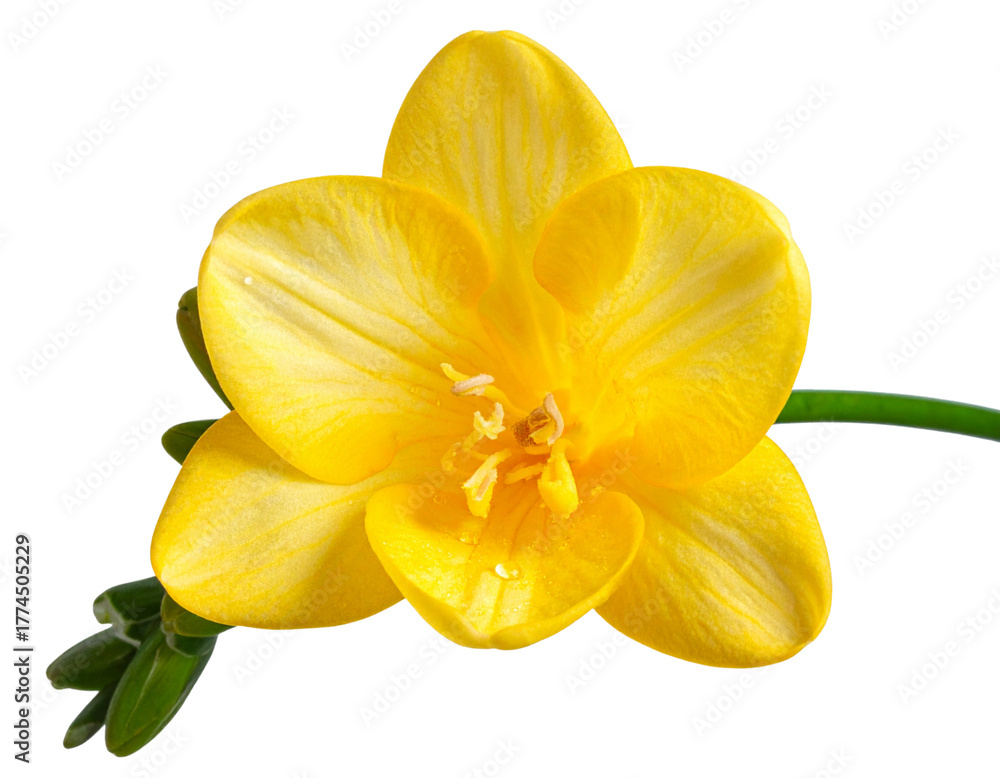 Fototapeta premium Ultra-Macro Light Yellow Freesia Bloom with Dew Drop – Serene Floral PNG