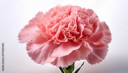 Beautiful Close Up Of A Single Pink Carnation Flower With Detailed Petals On A White Background Perfect For Floral Themes And Decor