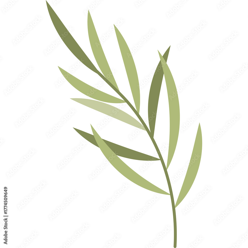 Naklejka premium Delicate Green Olive Branch with Multiple Slender Leaves on a Clean White Transparent Background Subtle Natural Botanical Element