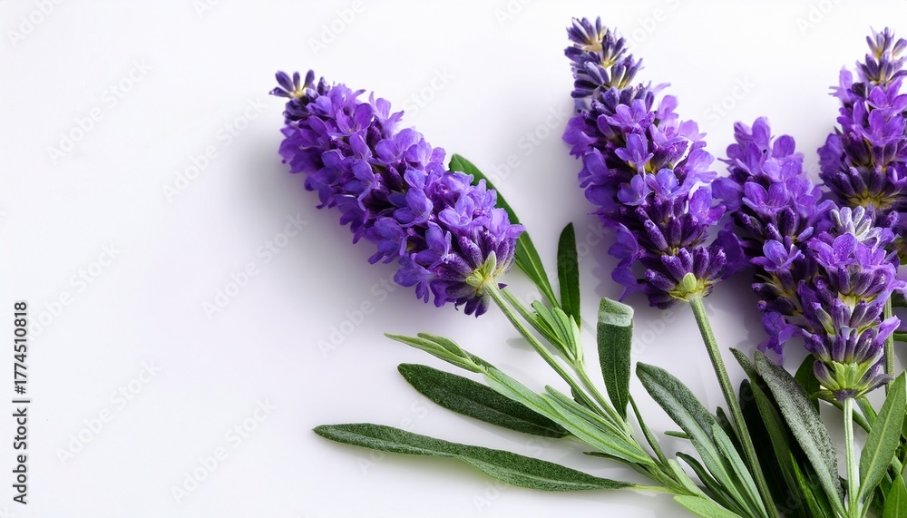 Fototapeta premium Freshly Cut Lavender Flowers With Vibrant Green Leaves On A Clean White Background Exuding A Serene And Beautiful Ambiance