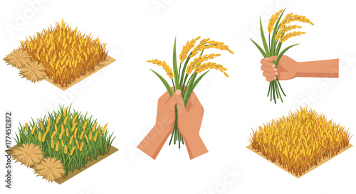 Rice cultivation stages and harvesting concepts illustrated