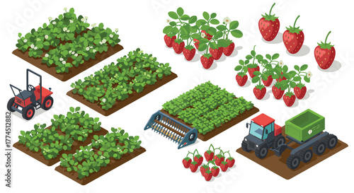 Isometric strawberry farm with equipment and plant stages