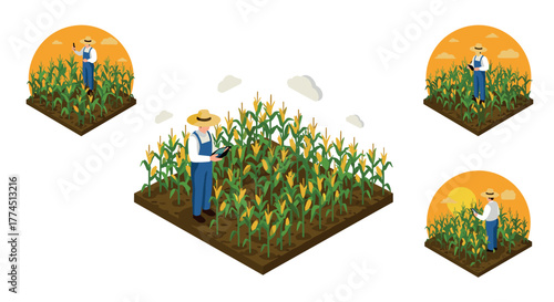 Isometric farmer in cornfield at different times of day monitoring crops