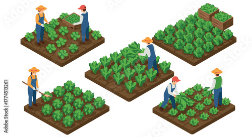 Isometric farming: people harvesting vegetables on agricultural plots