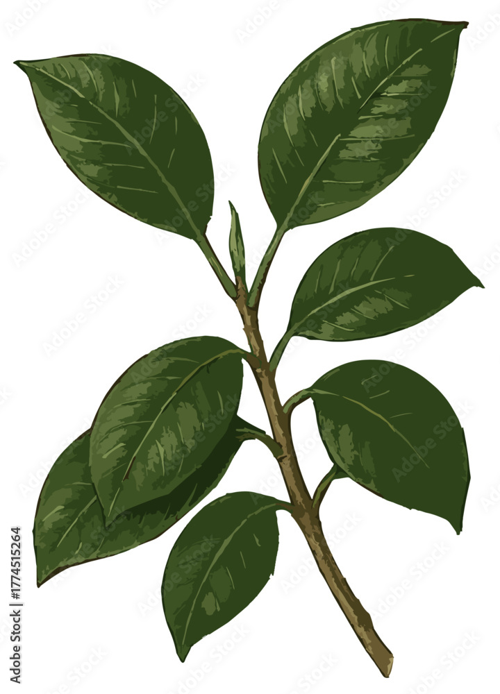 Naklejka premium Ficus elastica