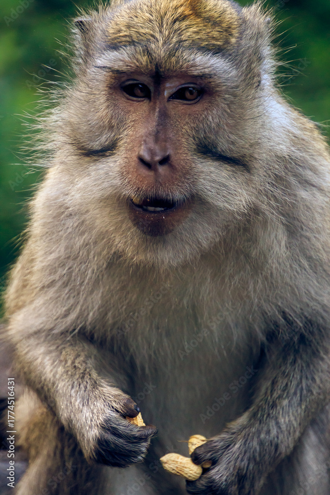 Fototapeta premium Close-up of a Long-tailed Macaque (cynomolgus macaque) eating nuts, Bali, Indonesia