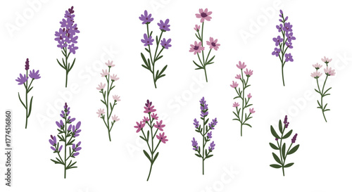 Elegant lavender and wildflower collection on white background