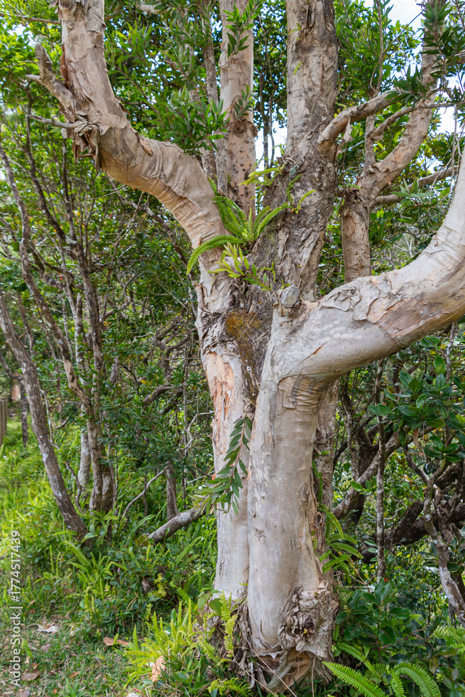 Fototapeta premium Ein Wald mit Papierrindenbäumen auf der Insel Mauritius