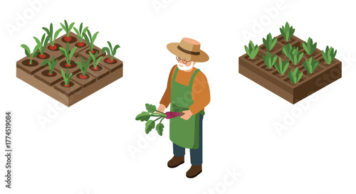 Isometric gardening: man harvesting vegetables in a raised bed