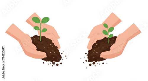 Hands gently holding seedlings in soil on white background