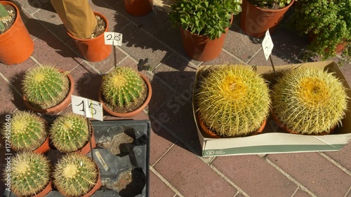 Golden Barrel Cactus Plants for Sale on Provencal Market