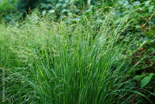 Panicum Virgatum 'Shenandoah': Vibrant Clumps of Red-tinged Grass in a Lush Late Summer Garden