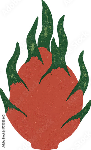 Hand-drawn dragon fruit illustration in retro textured style tropical summer exotic fruit clipart