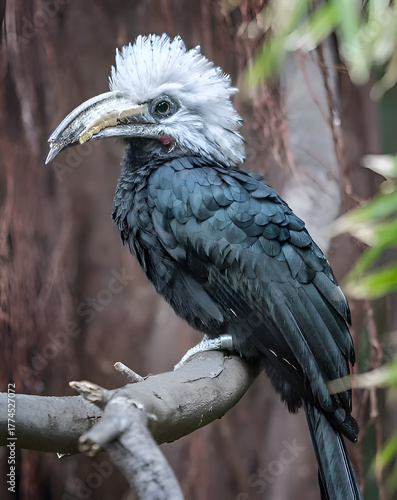White-Crested Hornbill Portrait