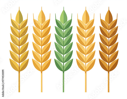 Kłosy zboża ilustracja