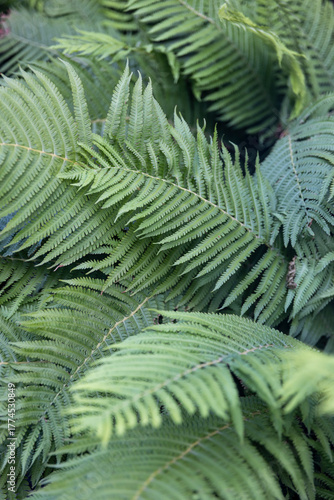 large green leaves of the paparatnik bush
