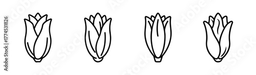 Vector illustration of a fresh endive leaf for healthy eating