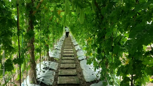 Pathway on agricultural
