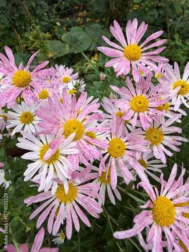 Pink and White Chrysanthemums in Garden – Close-Up Autumn Flowers