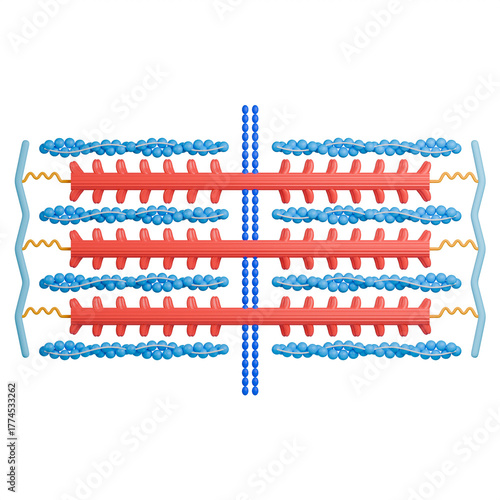3D medical illustration of the sarcomere, the fundamental unit of a muscle fiber. It shows the detailed structure of thick myosin and thin actin filaments responsible for muscle contraction.