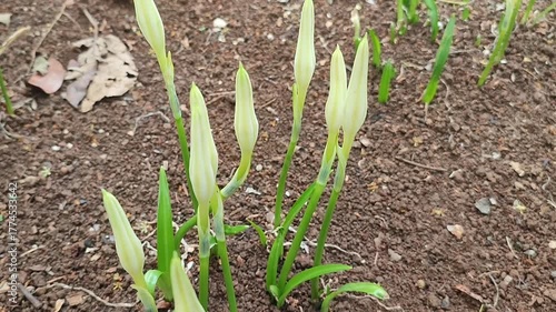 LILY PLANT IN THE GARDEN