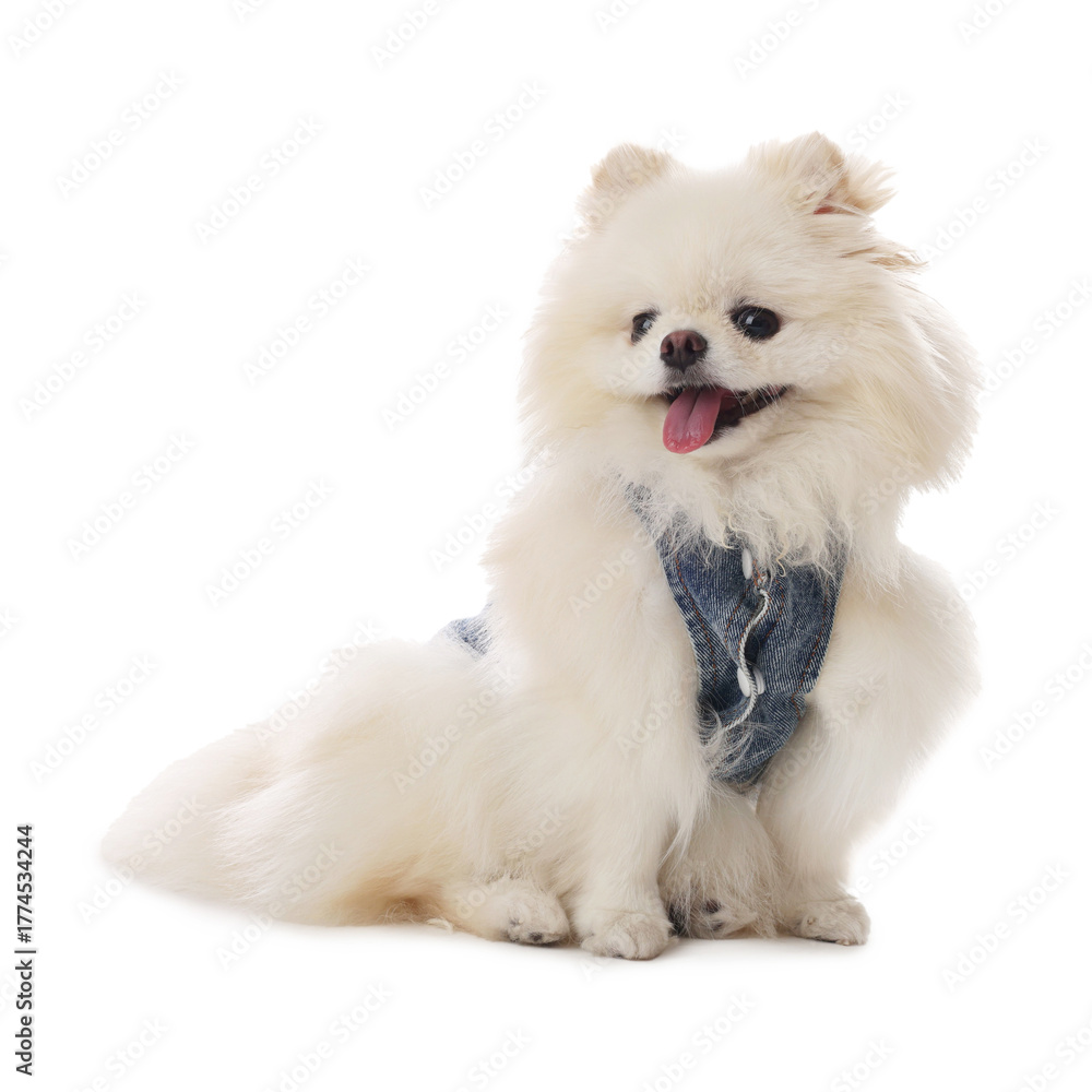 Obraz premium Cute fluffy Pomeranian dog in stylish pet`s clothes on white background