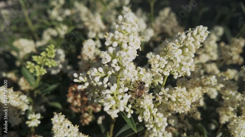 A honey bee collects nectar from the small white flowers of the European privet (Ligustrum vulgare), which sways in the evening breeze.
