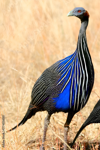 Striking Vulturine Guineafowl in Savanna