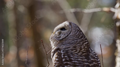 Close up of a Barred Owl that looks up and around then back