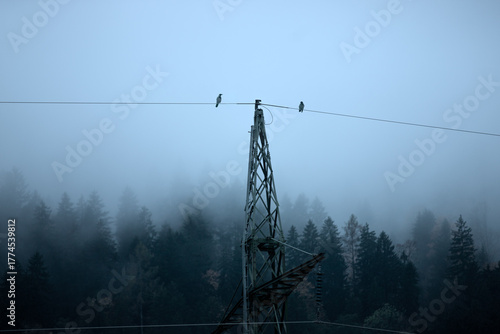 high voltage power lines with birds